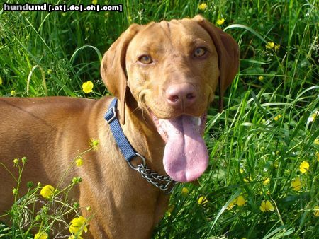 Kurzhaariger Ungarischer Vorstehhund Hunde Foto 23208 Kurzhaariger Ungarischer Vorstehhund unser Vizsla