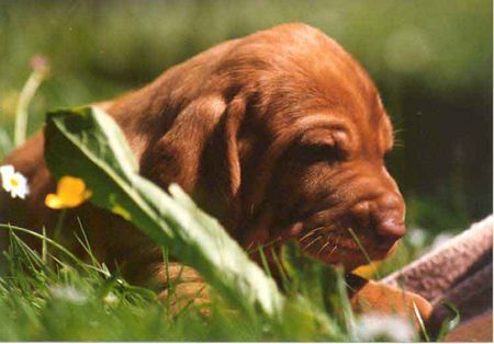 Kurzhaariger Ungarischer Vorstehhund Drahthaariger Ungarischer Vorstehhund