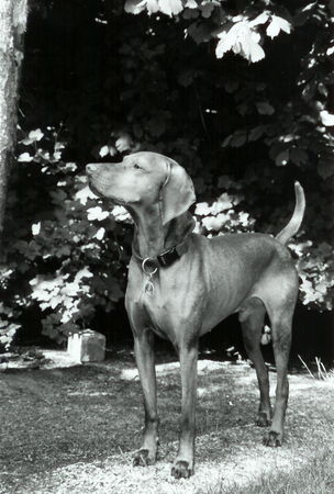 Kurzhaariger Ungarischer Vorstehhund Hunde Foto 29246 in höherer Auflösung ansehen Kurzhaariger Ungarischer Vorstehhund Hutch
