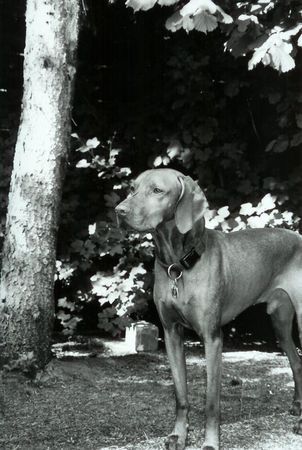 Kurzhaariger Ungarischer Vorstehhund Hunde Foto 29247 in höherer Auflösung ansehen Kurzhaariger Ungarischer Vorstehhund Hutch