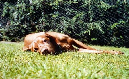 Kurzhaariger Ungarischer Vorstehhund Hunde Foto 29248 in höherer Auflösung ansehen Kurzhaariger Ungarischer Vorstehhund Hutch