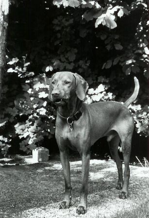Kurzhaariger Ungarischer Vorstehhund Hunde Foto 29249 in höherer Auflösung ansehen Kurzhaariger Ungarischer Vorstehhund Hutch