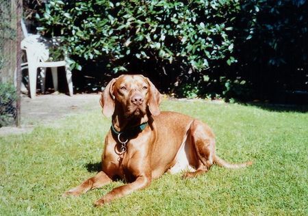 Kurzhaariger Ungarischer Vorstehhund Hunde Foto 29250 in höherer Auflösung ansehen Kurzhaariger Ungarischer Vorstehhund Hutch