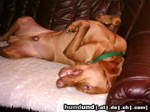 Kurzhaariger Ungarischer Vorstehhund Hunde Foto 21869 in höherer Auflösung ansehen Kurzhaariger Ungarischer Vorstehhund Hutch