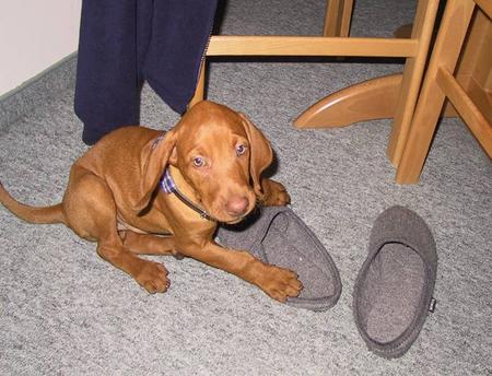 Kurzhaariger Ungarischer Vorstehhund Hunde Foto 767 Kurzhaariger Ungarischer Vorstehhund Aramis