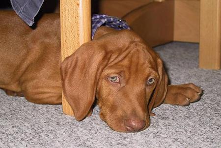 Kurzhaariger Ungarischer Vorstehhund Aramis