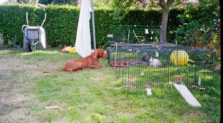 Kurzhaariger Ungarischer Vorstehhund Hunde Foto 36924 in höherer Auflösung ansehen Kurzhaariger Ungarischer Vorstehhund