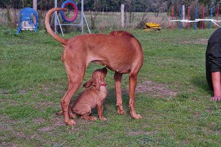 Kurzhaariger Ungarischer Vorstehhund Hunde Foto 36044 in höherer Auflösung ansehen Kurzhaariger Ungarischer Vorstehhund Du bist aber schon gross!!!!