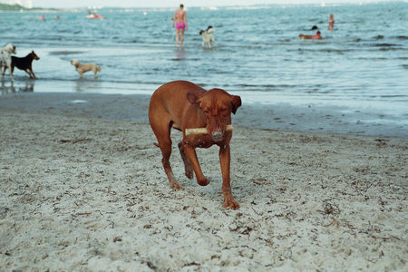 Kurzhaariger Ungarischer Vorstehhund Hunde Foto 30108 in höherer Auflösung ansehen Kurzhaariger Ungarischer Vorstehhund Hallo hier bin ich an der Ostsee.