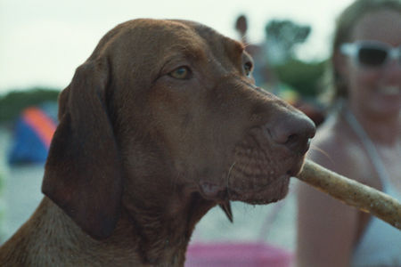 Kurzhaariger Ungarischer Vorstehhund Hunde Foto 30148 in höherer Auflösung ansehen Kurzhaariger Ungarischer Vorstehhund Bin ich nicht hübsch!!
