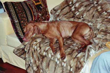 Kurzhaariger Ungarischer Vorstehhund Hunde Foto 30107 in höherer Auflösung ansehen Kurzhaariger Ungarischer Vorstehhund Man bin ich müde!!