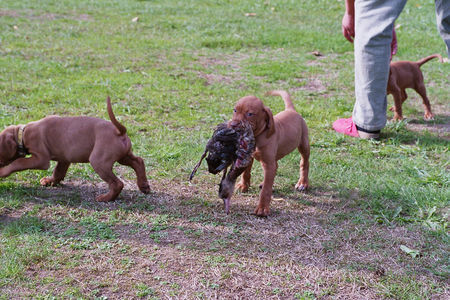 Kurzhaariger Ungarischer Vorstehhund Hunde Foto 36046 in höherer Auflösung ansehen Kurzhaariger Ungarischer Vorstehhund Holly Hunter ganz gross!!