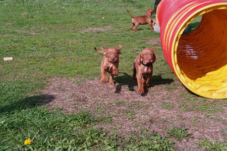 Kurzhaariger Ungarischer Vorstehhund Links das bin ich!! (Holly Hunter)