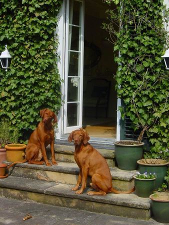 Kurzhaariger Ungarischer Vorstehhund janosch+ juri