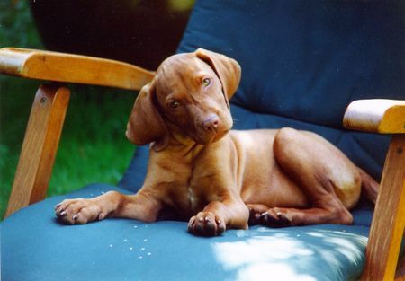 Kurzhaariger Ungarischer Vorstehhund Hunde Foto 35394 Kurzhaariger Ungarischer Vorstehhund juri baby