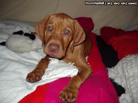 Kurzhaariger Ungarischer Vorstehhund Hunde Foto 13377 Kurzhaariger Ungarischer Vorstehhund Elena mit 11 Wochen