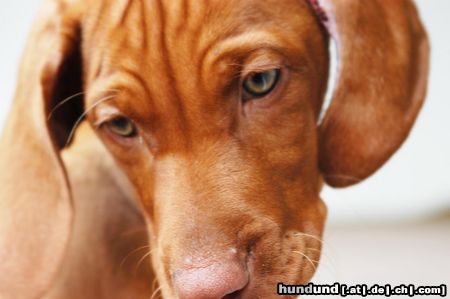 Kurzhaariger Ungarischer Vorstehhund Hunde Foto 16130 in höherer Auflösung ansehen Kurzhaariger Ungarischer Vorstehhund Da ist doch was...?
