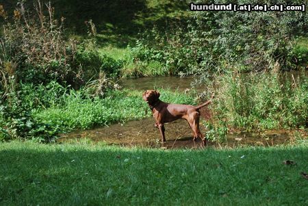 Kurzhaariger Ungarischer Vorstehhund Lajos bei seinem Hobby: Fischen