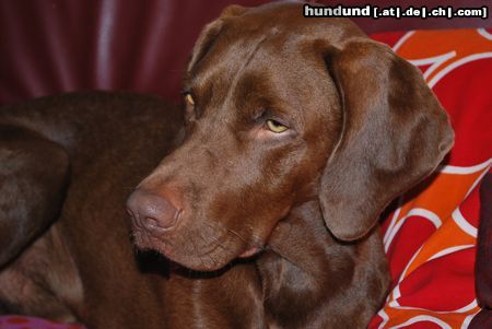 Kurzhaariger Ungarischer Vorstehhund Hunde Foto 45088 in höherer Auflösung ansehen Kurzhaariger Ungarischer Vorstehhund Lajos 2 Jahre