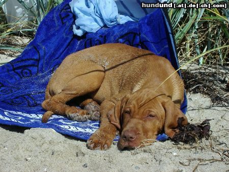Kurzhaariger Ungarischer Vorstehhund Hunde Foto 14311 Kurzhaariger Ungarischer Vorstehhund (E)lena mit 12 Wochen nach dem Bade.....