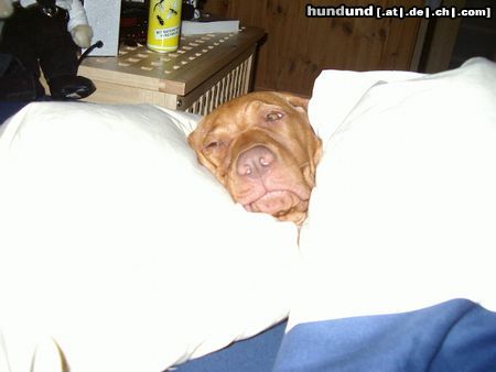 Kurzhaariger Ungarischer Vorstehhund Hunde Foto 14312 Kurzhaariger Ungarischer Vorstehhund (E)lena mit 12 Wochen- IS MEIN BETT!!!!!!!!