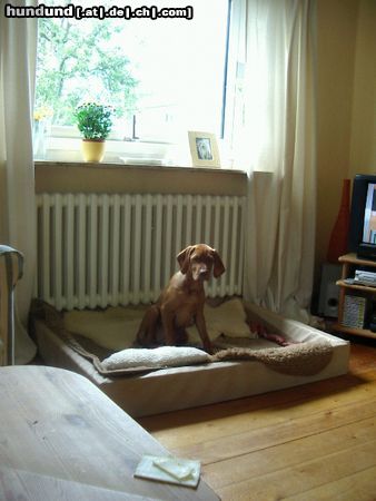 Kurzhaariger Ungarischer Vorstehhund Hunde Foto 14313 Kurzhaariger Ungarischer Vorstehhund (E)lena mit 15 Wochen- IS MEIN KÄSE???!!!!!!!!