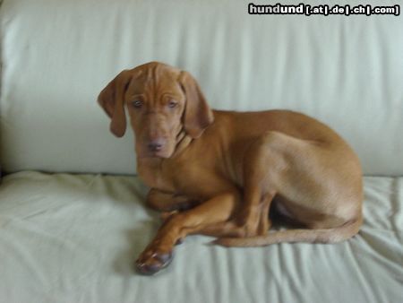 Kurzhaariger Ungarischer Vorstehhund Hunde Foto 14314 Kurzhaariger Ungarischer Vorstehhund (E)lena mit 15 Wochen- IS MEIN SOFA!!!!!