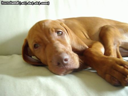 Kurzhaariger Ungarischer Vorstehhund Hunde Foto 14315 Kurzhaariger Ungarischer Vorstehhund (E)lena mit 15 Wochen- bin ich müüüdääää....