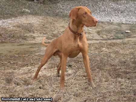 Kurzhaariger Ungarischer Vorstehhund lico 17 monate