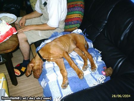 Kurzhaariger Ungarischer Vorstehhund Hunde Foto 13474 Kurzhaariger Ungarischer Vorstehhund Maggy 4 1/2 Monate