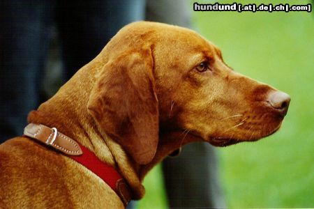Kurzhaariger Ungarischer Vorstehhund Hunde Foto 25256 in höherer Auflösung ansehen Kurzhaariger Ungarischer Vorstehhund