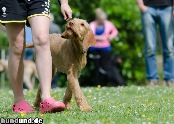 Kurzhaariger Ungarischer Vorstehhund Ungarischer Vizsla 