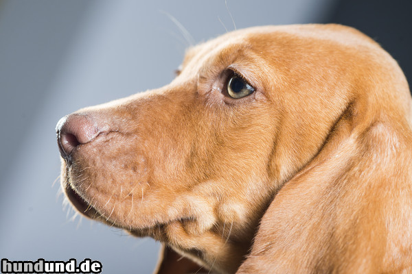 Kurzhaariger Ungarischer Vorstehhund Eine unserer Weloen