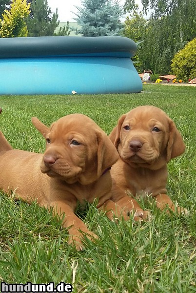 Kurzhaariger Ungarischer Vorstehhund Nyíri Pajkos 