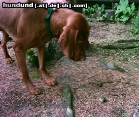Kurzhaariger Ungarischer Vorstehhund Hunde Foto 11731 Kurzhaariger Ungarischer Vorstehhund Hutch und kleines Kücken