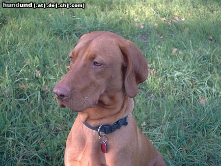 Kurzhaariger Ungarischer Vorstehhund Hunde Foto 16061 Kurzhaariger Ungarischer Vorstehhund ares 1 jahr alt