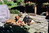 Kurzhaariger Ungarischer Vorstehhund Foto: Mylo mit Tante Cora (ID 23430) Kurzhaariger Ungarischer Vorstehhund Hund