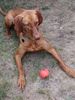Kurzhaariger Ungarischer Vorstehhund Foto: Unsere Seven ist heiß auf ihren Ball! (ID 27433) Kurzhaariger Ungarischer Vorstehhund Hund