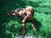 Kurzhaariger Ungarischer Vorstehhund Foto: (E)lena 11,5 Wochen..... (ID 13442) Kurzhaariger Ungarischer Vorstehhund Hund