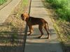 Kurzhaariger Ungarischer Vorstehhund Foto: Spike mit 5 Monaten (ID 22343) Kurzhaariger Ungarischer Vorstehhund Hund