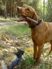 Kurzhaariger Ungarischer Vorstehhund Foto: Zwei Freunde (ID 15606) Kurzhaariger Ungarischer Vorstehhund Hund