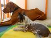 Kurzhaariger Ungarischer Vorstehhund Foto: Guck mal ! - Wo denn? (ID 15737) Kurzhaariger Ungarischer Vorstehhund Hund
