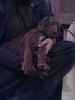 Kurzhaariger Ungarischer Vorstehhund Foto: Lajos mit 8 Wochen (ID 45091) Kurzhaariger Ungarischer Vorstehhund Hund