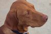 Kurzhaariger Ungarischer Vorstehhund Foto: Mylo 1J. alt (ID 27279) Kurzhaariger Ungarischer Vorstehhund Hund