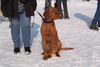 Kurzhaariger Ungarischer Vorstehhund Foto: Aicko 7 Mobnate (ID 19391) Kurzhaariger Ungarischer Vorstehhund Hund