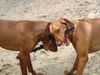 Kurzhaariger Ungarischer Vorstehhund Foto: Das ist mein Stock - nein, meiner! (Spike & Maggy) (ID 22348) Kurzhaariger Ungarischer Vorstehhund Hund