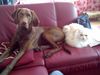 Kurzhaariger Ungarischer Vorstehhund Foto: Lajos 9 Monate mit Filou (ID 45092) Kurzhaariger Ungarischer Vorstehhund Hund