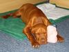 Kurzhaariger Ungarischer Vorstehhund Foto: Spike mit 4 Monaten (ID 22344) Kurzhaariger Ungarischer Vorstehhund Hund