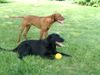 Kurzhaariger Ungarischer Vorstehhund Foto: Spike mit 16 Monaten (ID 22346) Kurzhaariger Ungarischer Vorstehhund Hund