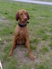 Kurzhaariger Ungarischer Vorstehhund Foto: sui (ID 32937) Kurzhaariger Ungarischer Vorstehhund Hund